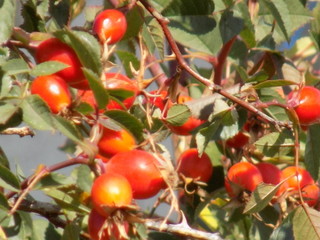 Rosehip bushes. Bright orange nutritious berries on the thorny branches of the plant. Useful berries.