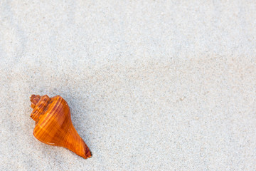 Shells on the beach on vacation