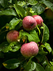 Apples on branch of an apple-tree after rain