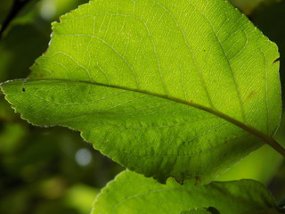 Foliage of summer plants. Sunny clear day.