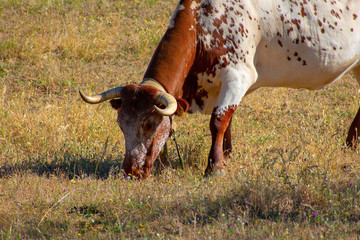 Wild bull in an Alentejo landscape, Portugal