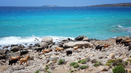 Fototapeta na wymiar Goats of Crete