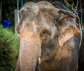 Elephant, Thailand.