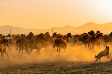 Fototapeta na wymiar Wild Horses ( Yilki Atlari). Kayseri, Turkey.