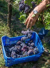 Bunches of black grapes are thrown into plastic crates for the harvest of a vineyard