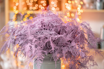 dry asparagus fern of pink color. Used in floral design for decoration of arrangements and bouquets. Garland bokeh on background. Wallpaper