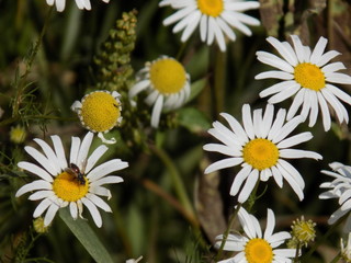 Fototapeta premium Blooming daisies. Pleasing to the eye Sunny flowers.