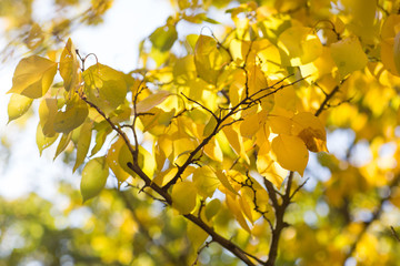 Colorful autumn leaves in the natural environment