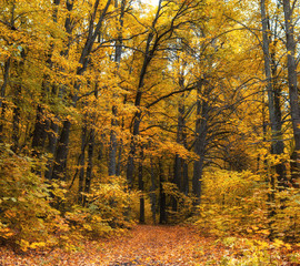 Golden trees in autumn in the park