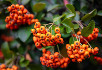 Nice photo of sorbus branch autumn colors fresh food eating nature 