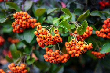 Nice photo of sorbus branch autumn colors fresh food eating nature 