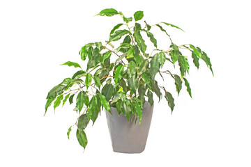 Ficus Benjamin or Weeping fig plant in pot isolated on white