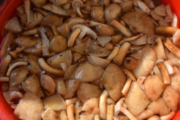 Armillaria mellea ft8110_0347 Funghi chiodini
