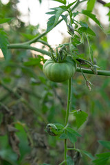Green tomatoes in the summer organic garden