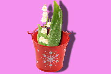 lilies of the valley in a red bucket isolated on a pink background with shadow