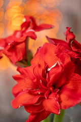 Close up of a red amaryllis. Amarilis flowers in Glass vase. Garland bokeh on background. Vertical Wallpaper