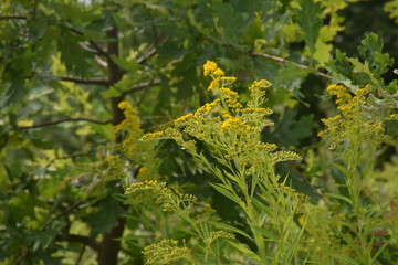 green branches of a tree