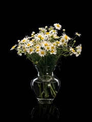 Bouquet from meadow chamomile