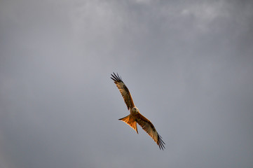 a red kite fliying  against a cloudy sky. concept of freedom or being free.