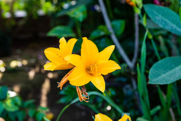 gelbe tropische blumen