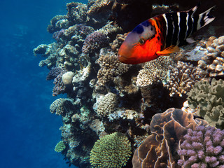 Underwater world landscape with corrals