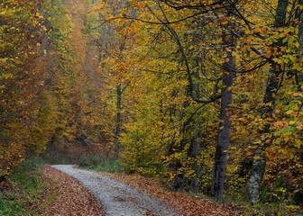 road in autumn forest