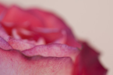 Romantic close up of a red rose, selective focus.. room for text.
