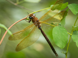 A brown hawker dragonfly resting on a bush