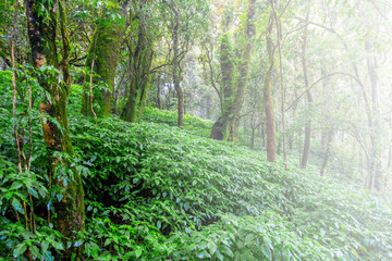 The fresh of green forest with trees and moss in the misty day of rainy season. 