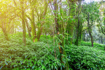 Obraz premium The fresh of green forest with trees and moss in the misty day of rainy season. 