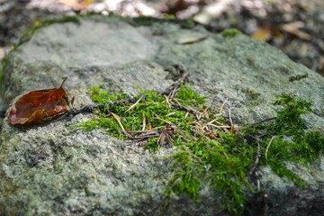 Stone with moss in the autumn forest close-up