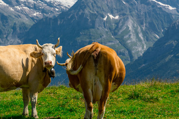 m&auml;nnlichen berneroberland