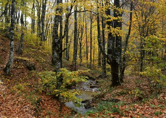 autumn in the forest