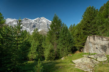 Fototapeta na wymiar The Ortler Alps near Sulden on a sunny day in summer