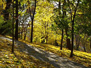 Fototapeta premium Golden autumn in town. Yellow tree in city park at fall season and sun rays that are breaking through the leaves