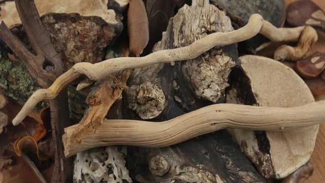 Composition of natural materials: tinder fungus, pieces of bark, snags, dry branches, background