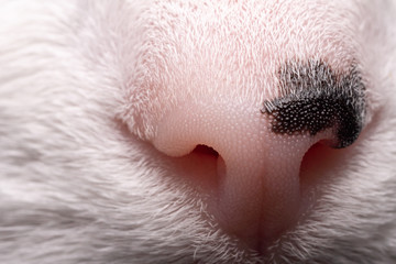 Cat's nose with black dot