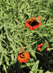 Beautiful butterfly on flower. Spring nature background.