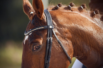A redhead horse with a braided mane, dressed in equestrian gear for performance at dressage competitions, looks attentively, pricking up his ears.