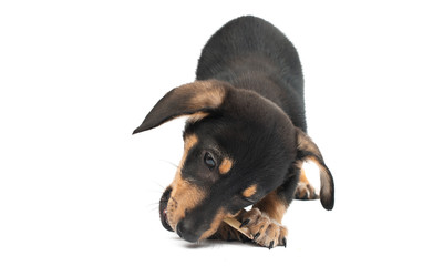 dachshund puppy isolated