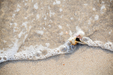 shell that is placed at the beach by the sea in the morning, see and feel the peace   