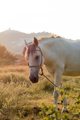 caballo