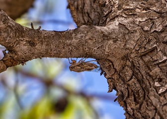 Cicada on the branch pine Europe