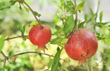 Pomegranates growing on tree. Natural food concept. 