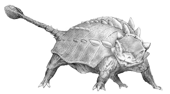 31 Best アンキロサウルス Images Stock Photos Vectors Adobe Stock