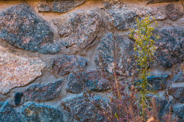 Lonely dry autumn or plant on a against stone wall. Autumn fall background