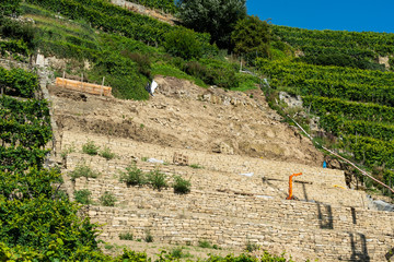 Steillagenweinbau bei Lauffen am Neckar