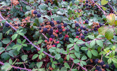 Big blackberry bush with ripen berries. Black sweet fruits of Rubus fruticosus.  Wild European blackberry in nature, in forest. 