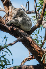 koala sleeping in tree