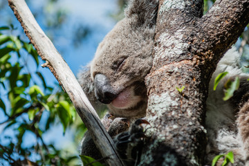 closeup of koala in tree